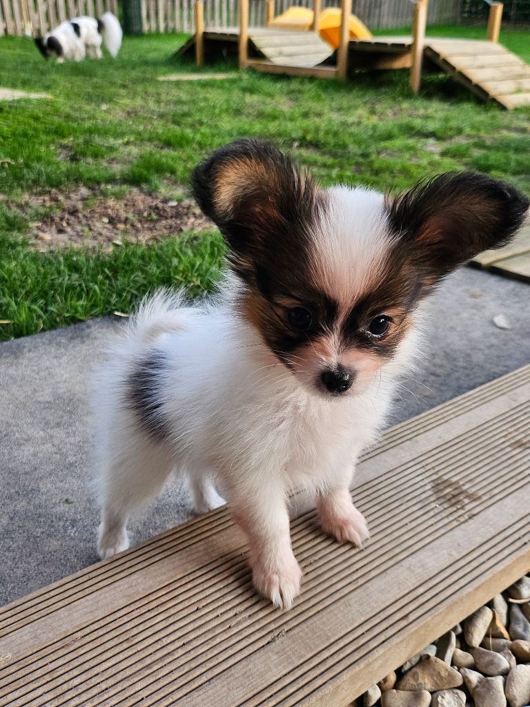 chiot Epagneul nain Continental (Papillon) De La Nébuleuse De Clochette