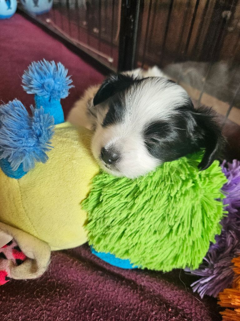 De La Nébuleuse De Clochette - Chiot disponible  - Epagneul nain Continental (Papillon)