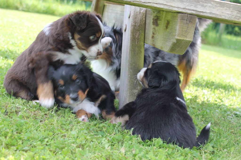 chiot Berger Américain Miniature  De La Nébuleuse De Clochette