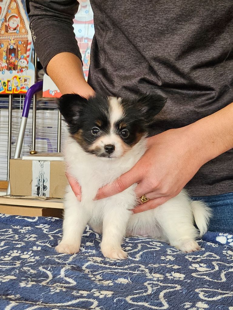 De La Nébuleuse De Clochette - Chiot disponible  - Epagneul nain Continental (Papillon)