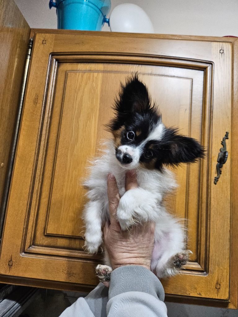 De La Nébuleuse De Clochette - Chiot disponible  - Epagneul nain Continental (Papillon)