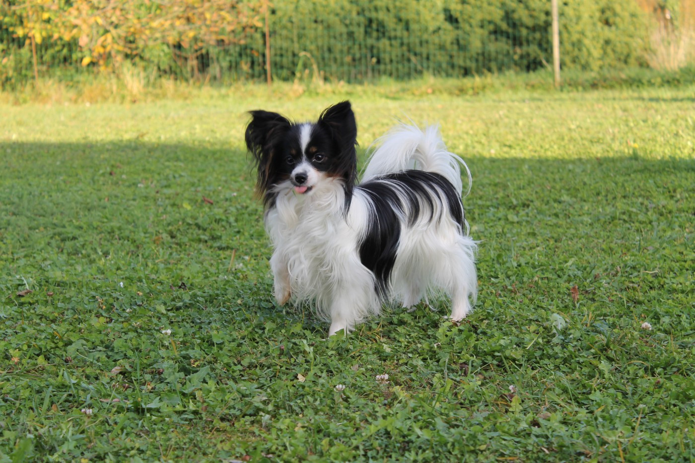 CH. Victoria Virgule De La Nébuleuse De Clochette