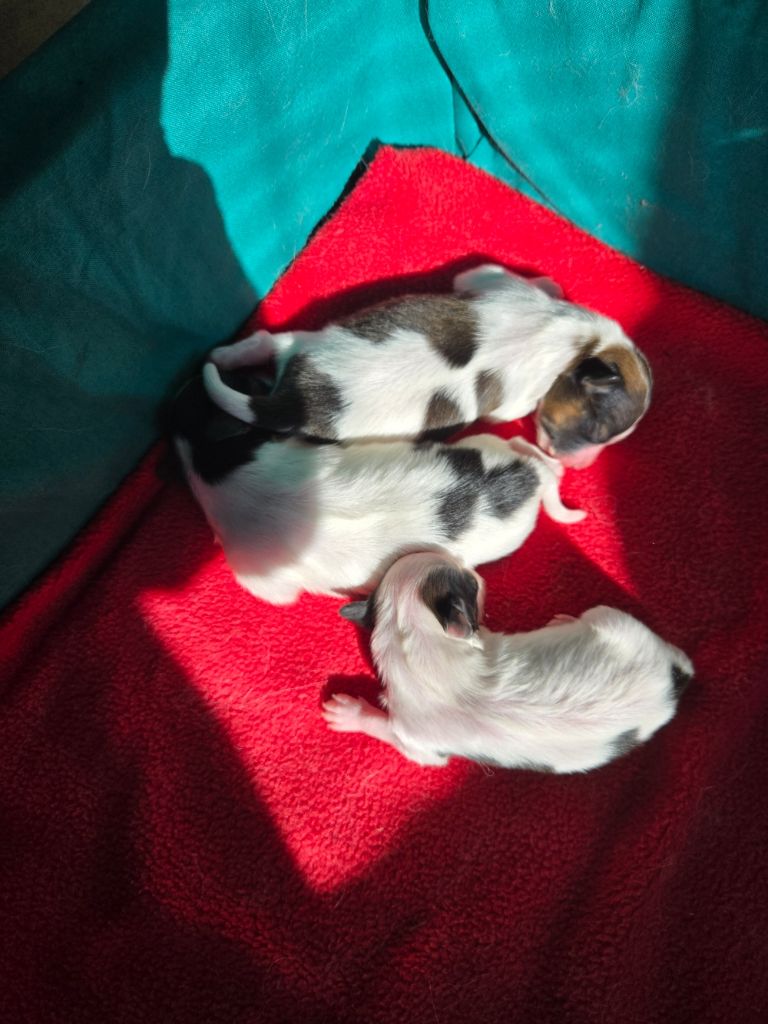 Chiot Epagneul nain Continental (Papillon) De La Nébuleuse De Clochette