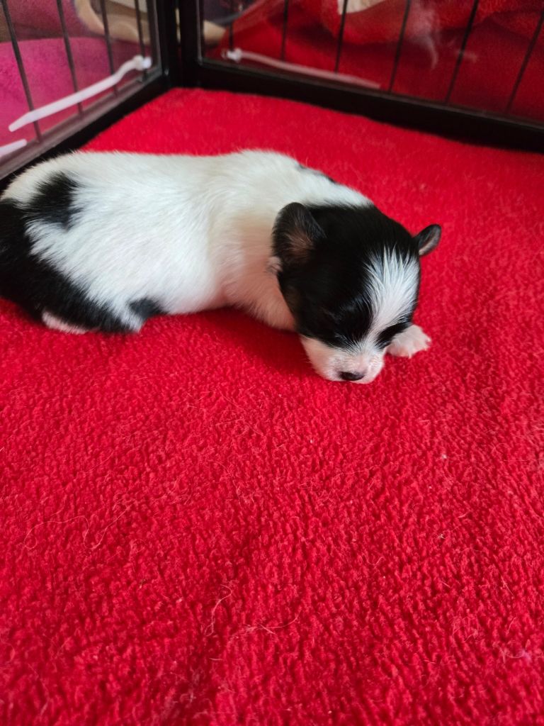 De La Nébuleuse De Clochette - Chiots disponibles - Epagneul nain Continental (Papillon)