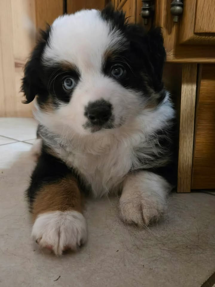 De La Nébuleuse De Clochette - Chiots disponibles - Berger Américain Miniature 