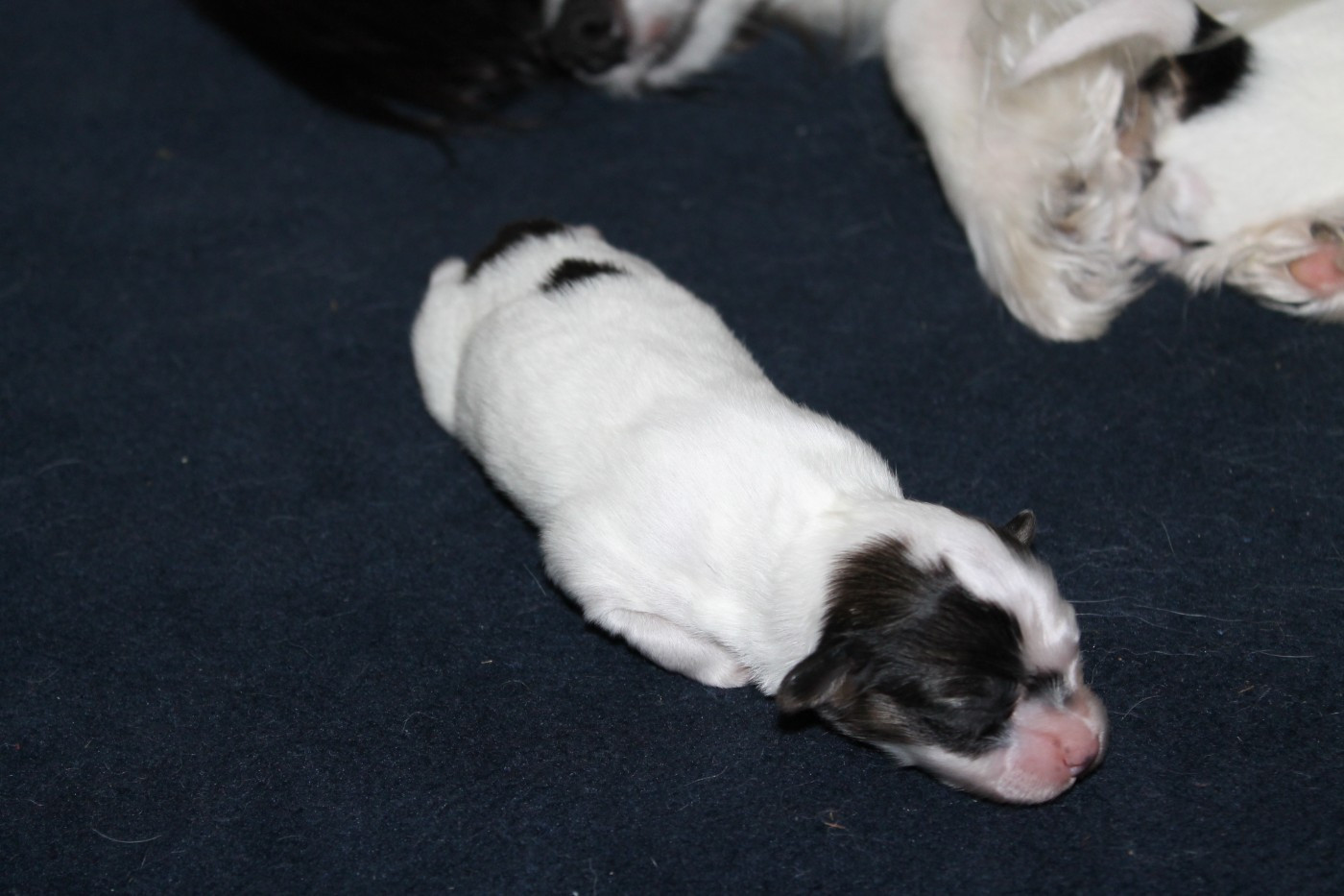 De La Nébuleuse De Clochette - Chiots disponibles - Epagneul nain Continental (Papillon)