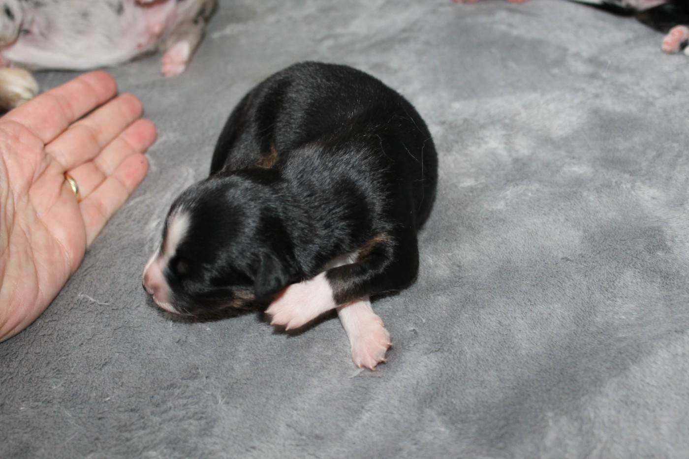 De La Nébuleuse De Clochette - Chiots disponibles - Berger Américain Miniature 