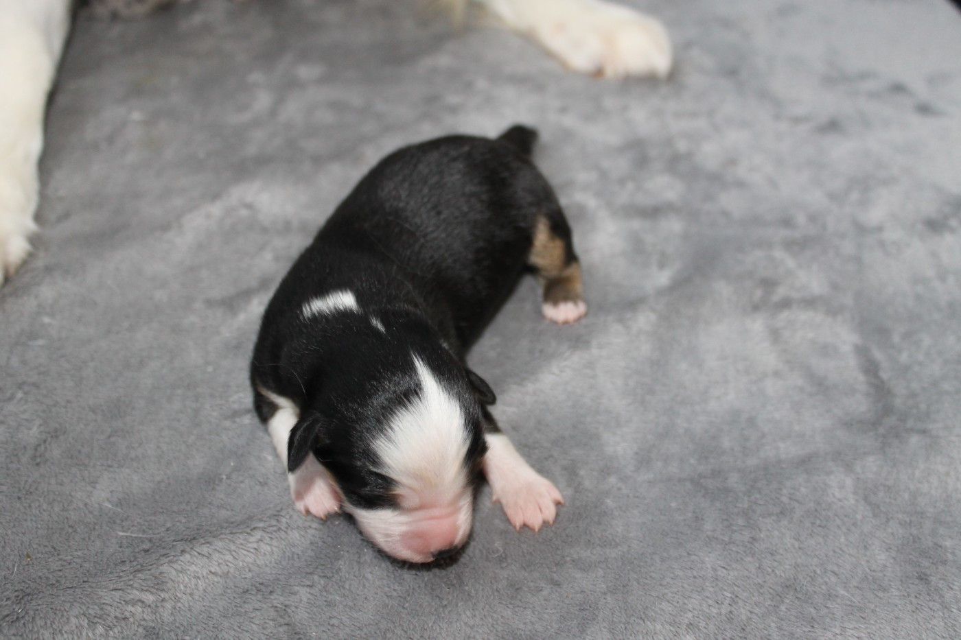 De La Nébuleuse De Clochette - Chiots disponibles - Berger Américain Miniature 