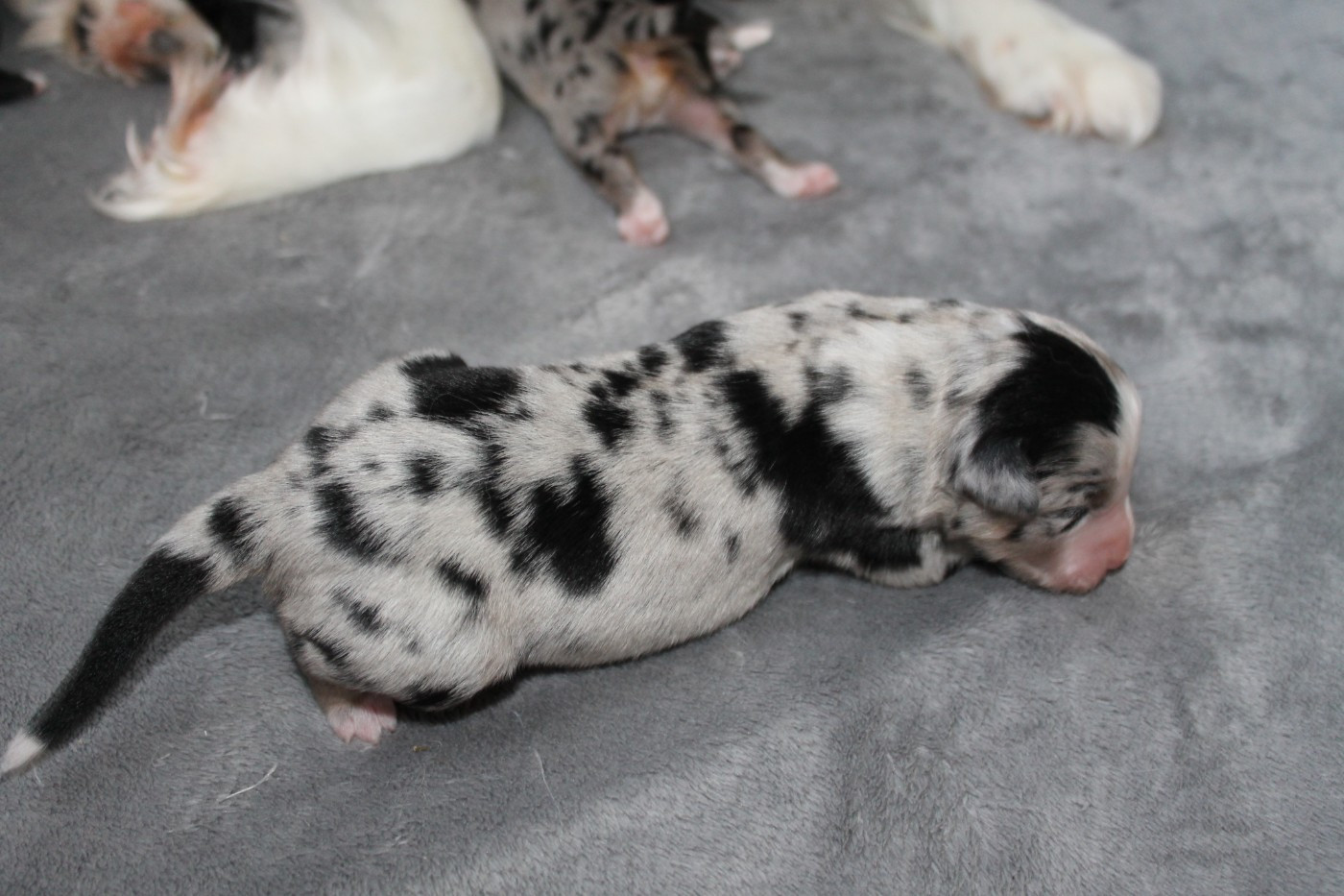 De La Nébuleuse De Clochette - Chiots disponibles - Berger Américain Miniature 