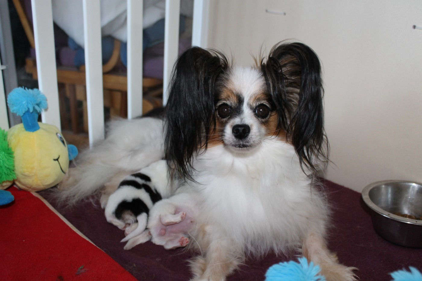 Chiot Epagneul nain Continental (Papillon) De La Nébuleuse De Clochette