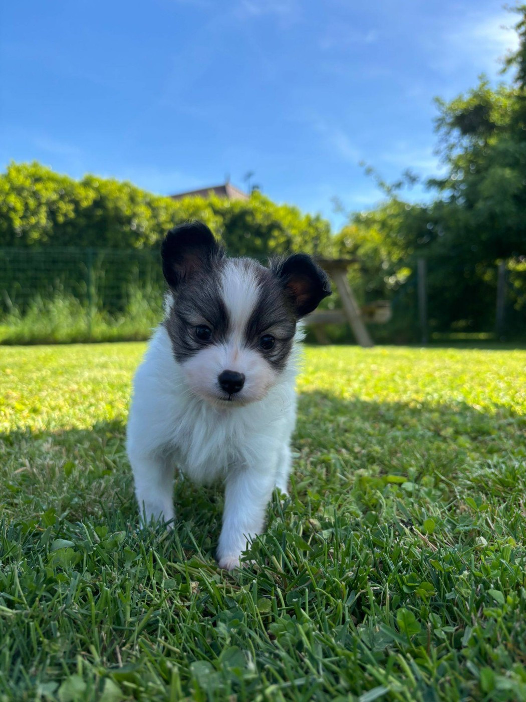 De La Nébuleuse De Clochette - Chiots disponibles - Epagneul nain Continental (Papillon)