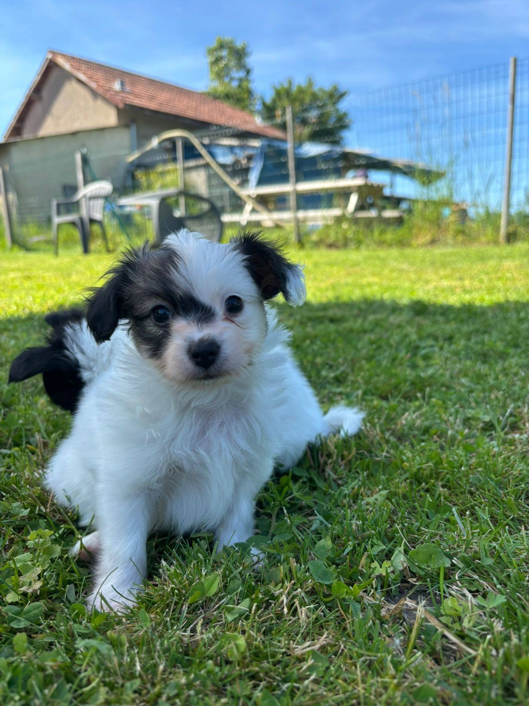 De La Nébuleuse De Clochette - Chiots disponibles - Epagneul nain Continental (Papillon)