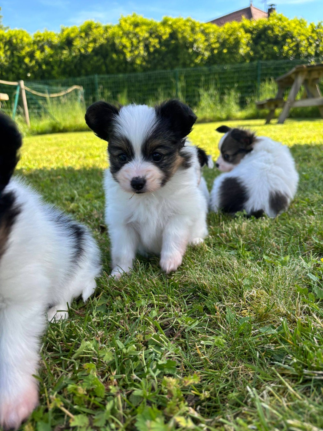 De La Nébuleuse De Clochette - Chiots disponibles - Epagneul nain Continental (Papillon)