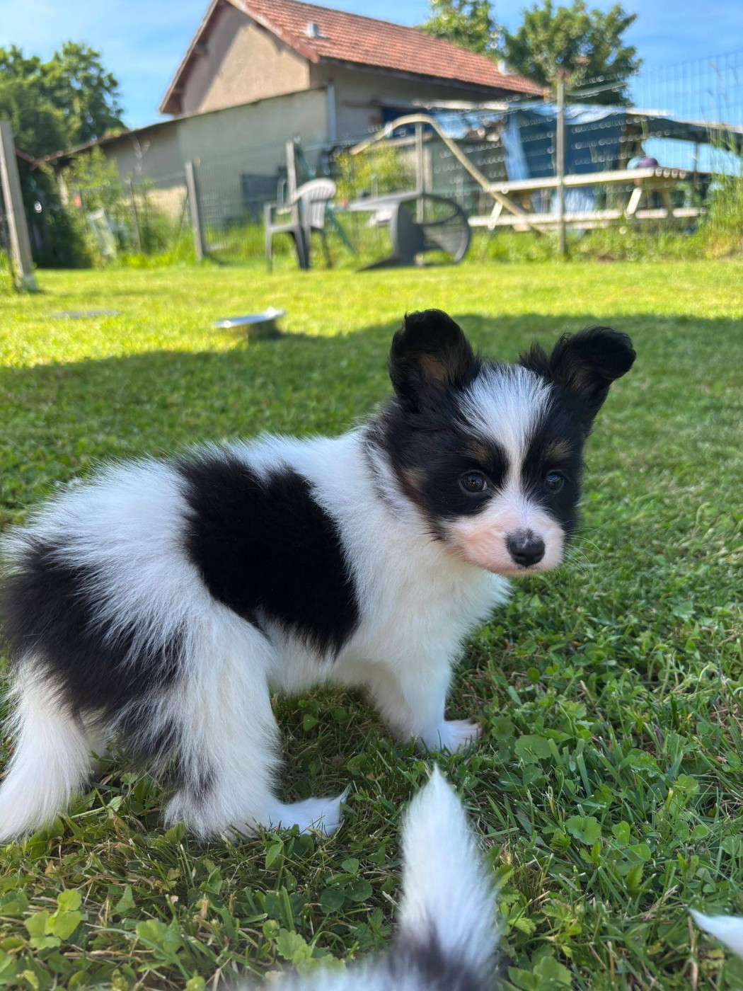 De La Nébuleuse De Clochette - Chiots disponibles - Epagneul nain Continental (Papillon)