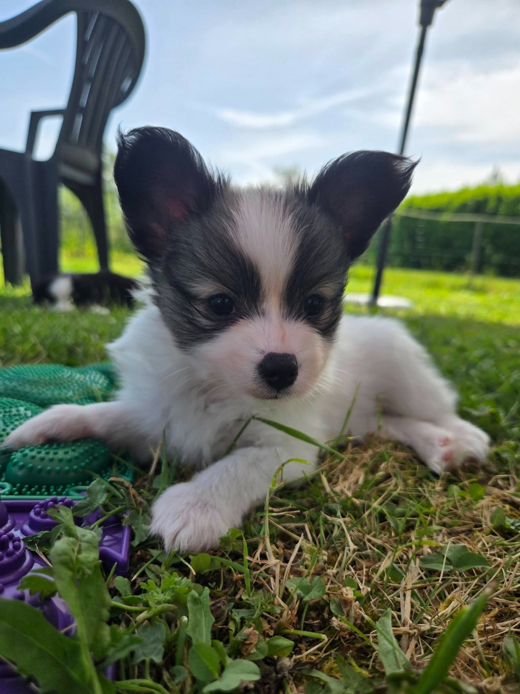 De La Nébuleuse De Clochette - Chiots disponibles - Epagneul nain Continental (Papillon)