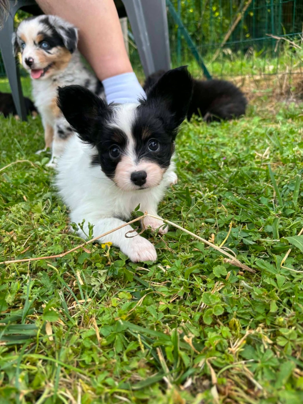 De La Nébuleuse De Clochette - Chiots disponibles - Epagneul nain Continental (Papillon)