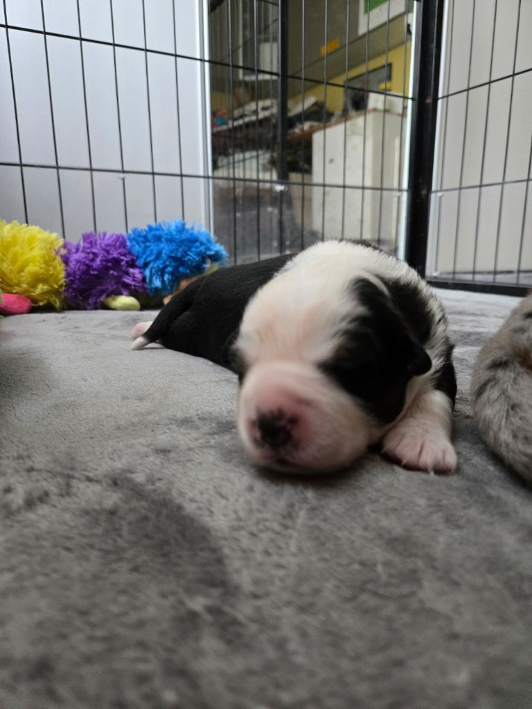 De La Nébuleuse De Clochette - Chiots disponibles - Berger Américain Miniature 