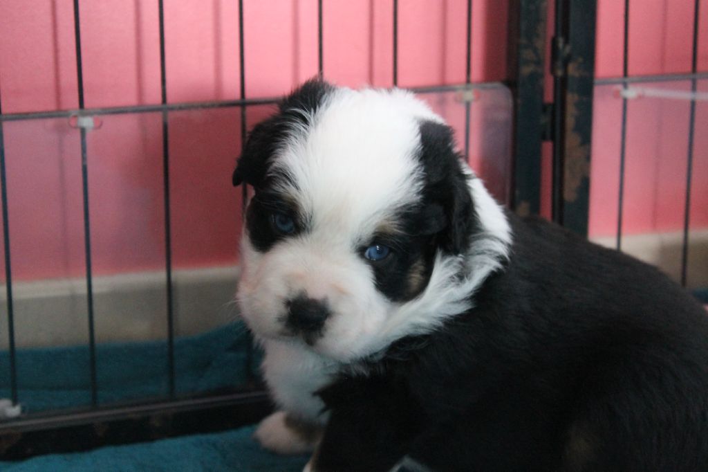 De La Nébuleuse De Clochette - Chiots disponibles - Berger Américain Miniature 