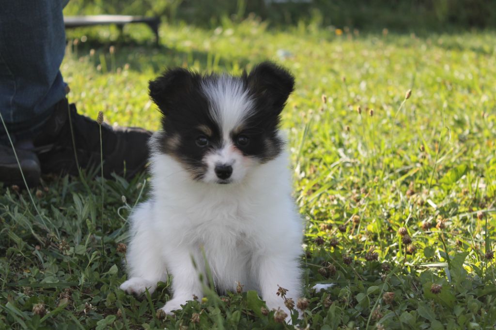 De La Nébuleuse De Clochette - Chiots disponibles - Epagneul nain Continental (Papillon)
