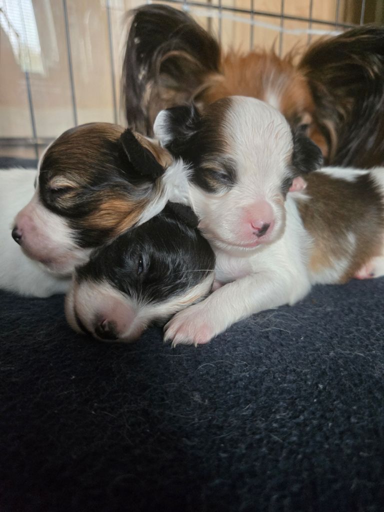 De La Nébuleuse De Clochette - Chiots disponibles - Epagneul nain Continental (Papillon)