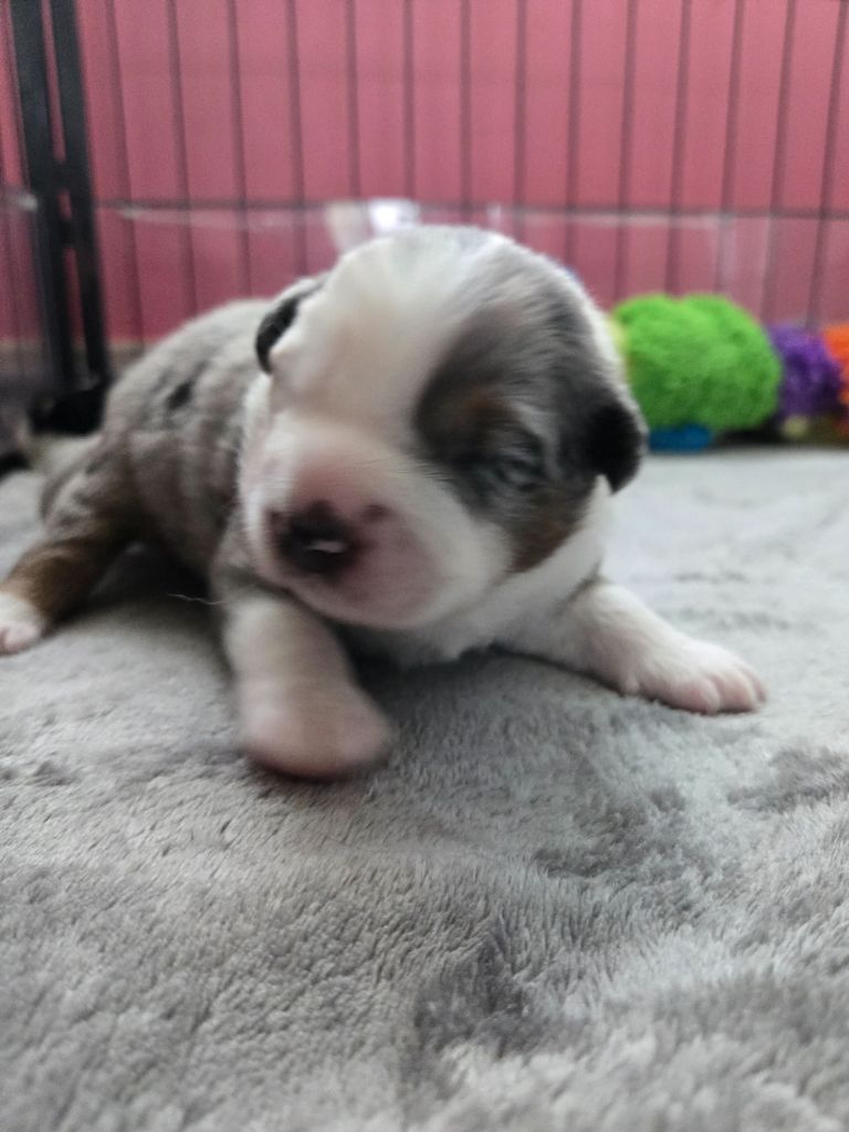 De La Nébuleuse De Clochette - Chiots disponibles - Berger Américain Miniature 