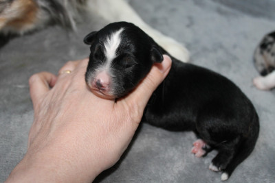 CHIOT 2