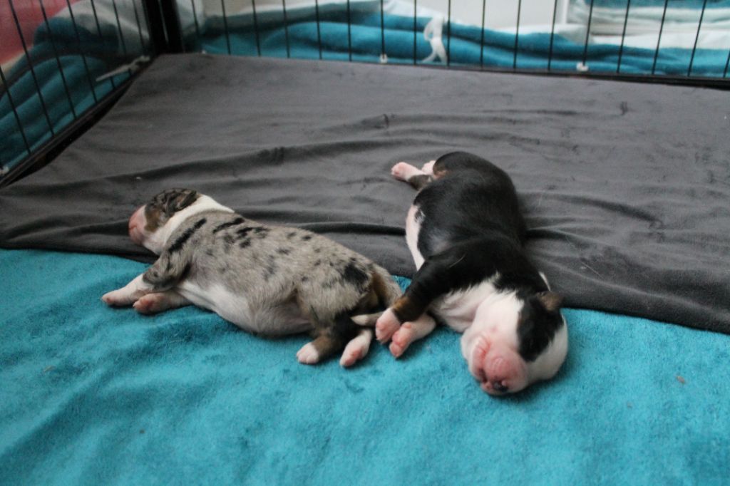 Chiot Berger Américain Miniature  De La Nébuleuse De Clochette