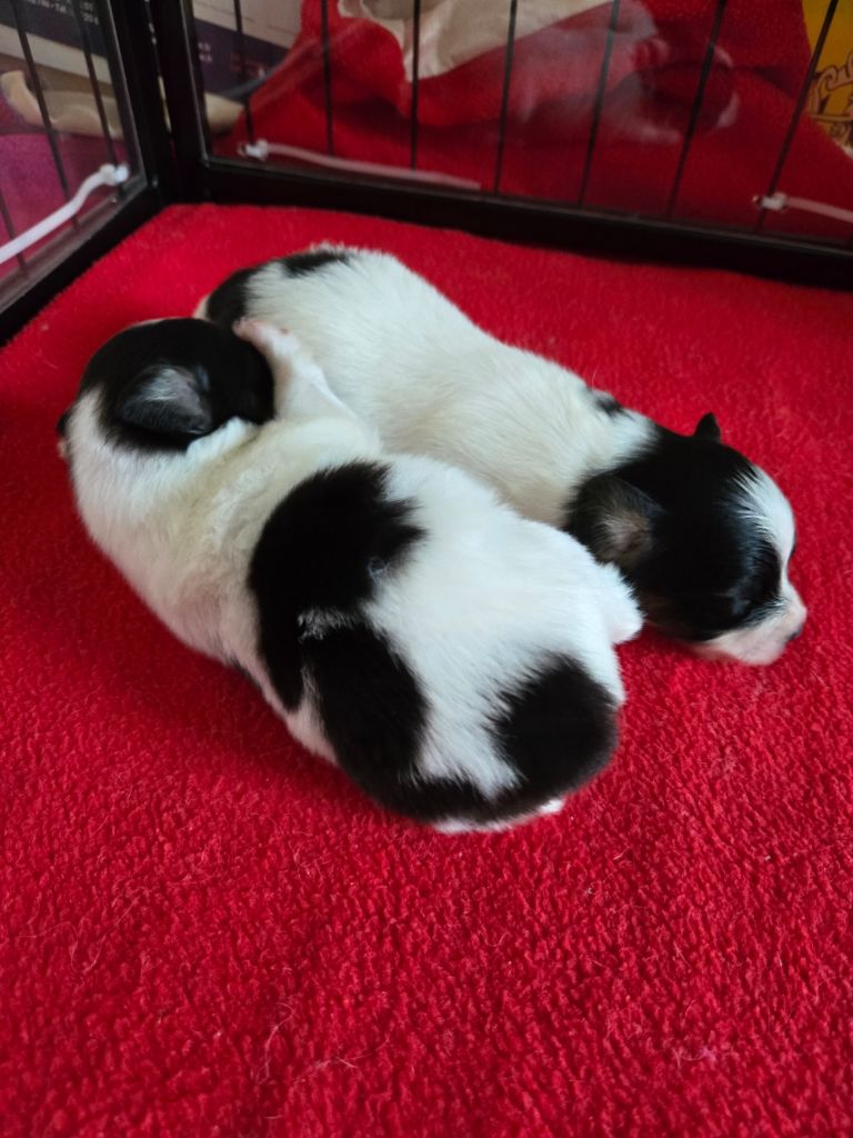 Chiot Epagneul nain Continental (Papillon) De La Nébuleuse De Clochette